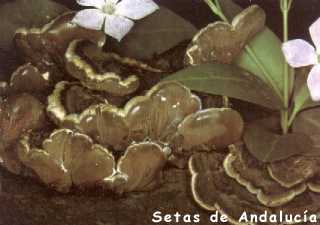 auricularia mesenterica.jpg (9962 bytes)