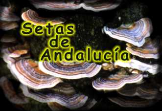Setas de Andalucia