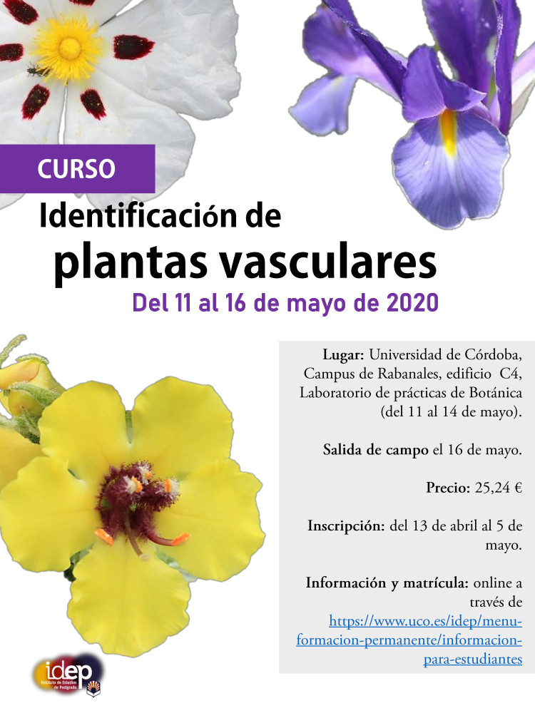 Cartel curso identificacion plantas vasculares