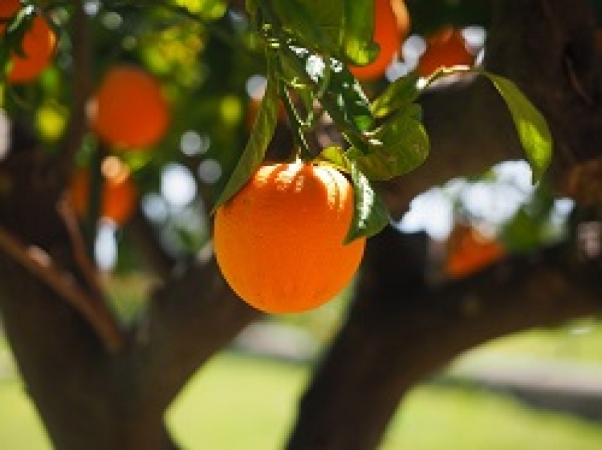 Researchers block liver cancer in rats using a molecule found in citrus fruits
