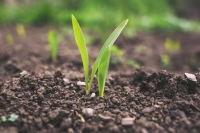 Cultivo creciendo en suelo (Unsplash)