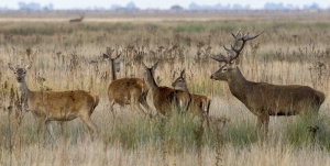 Harén de ciervos en Doñana. Autor: Jose M. Seoane