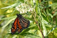 Un estudio publicado en Nature revela la base genética de las migraciones de la mariposa monarca