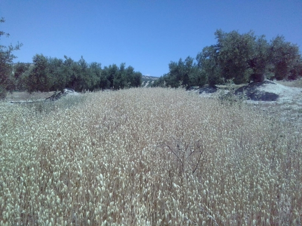 La avena sembrada entre las calles del olivar del caso de estudio 4 del proyecto Diverfarming, situado en Torredelcampo (Jaén)