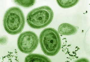 Cianobacterias marinos del género Prochlorococcus. / Chisholm Lab