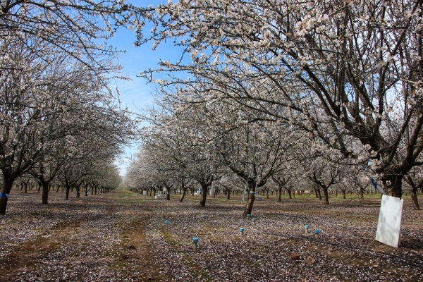 Almond trees in Córdoba
