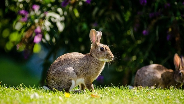 Lecciones de los virus que afectan a conejos y liebres