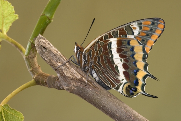 charaxes-jasius-mariposa-del-madron-oEEDE2D88-F61B-CC96-6012-455CC59252CA.jpg