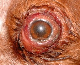 1.- La lesión del ojo es irreversible y está indicada la exéresis quirúrgica del mismo.