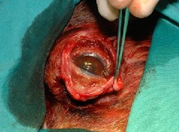 2.- Se practica una incisión en la conjuntiva de 360º, dejando un colgajo junto a la córnea con el fin de poder manejar con comodidad el ojo.