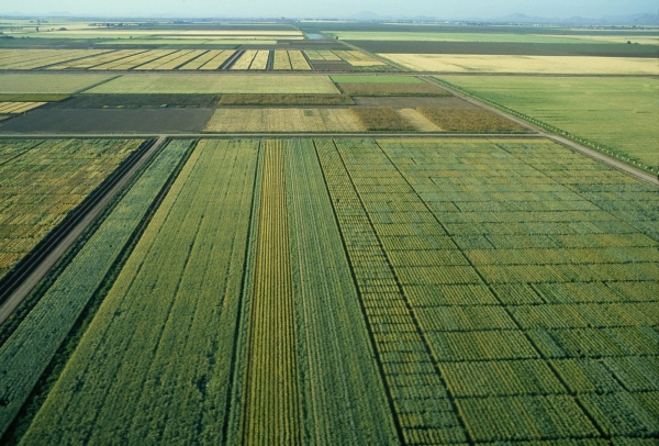 Imagen de uno de los campos de trigo del Centro Internacional de Mejoramiento de Maíz y Trigo (CiMMYT)