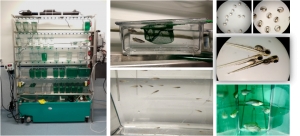 Ejemplares de pez cebra en el Servicio de Animales de Experimentación de la UCO.