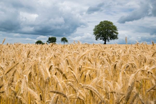 La paja de trigo es un residuo abundante, barato y sin una aplicación bien definida.