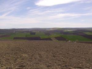 Imagen de la campiña cordobesa desde Cerro Mazarro, en el término municipal de Santaella. 
