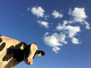Vaca (imagen de archivo)