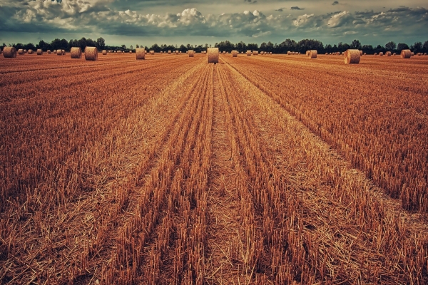Imagen de archivo de un campo de cultivo de trigo