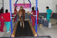 El CEMEDE acoge una jornada sobre entrenamiento y rendimiento equino