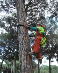 Rabanales 21: DTA desarrolla el único equipo de seguridad aprobado a nivel mundial para la poda de pino en altura