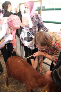 Descubren por primera vez las diferencias genéticas entre las razas de cabras españolas y marroquíes