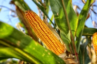Imagen de una mazorca de maíz