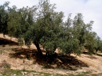 La verticillium amenaza desde hace años al olivar andaluz