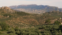 El olivar, tradicionalmente de secano, se ha ido convirtiendo en el principal cultivo de regadío