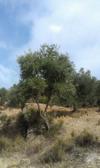 Ejemplar de olivo, fruto de la investigaci