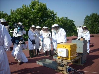 La UCO instala la primera colmena digital de Espaa para controlar en tiempo real la actividad de las abejas 