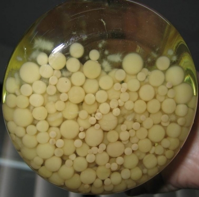 Imagen de una muestra de biocpsulas