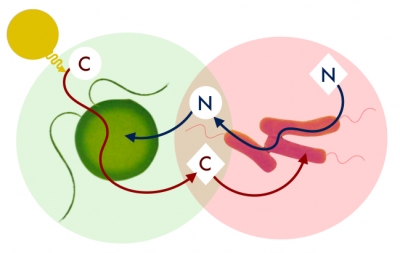 La imagen muestra el mutualismo entre las metilobacterias y las Chlamydomonas.