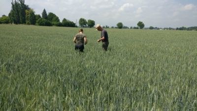 Socios italianos trabajando en los casos de estudios sembrados con trigo