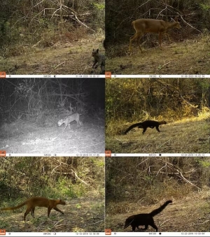 Seis especies distintas de mamíferos silvestres captadas por una misma cámara en uno de los bosques fragmentados de la costa de Ecuador. Author provided