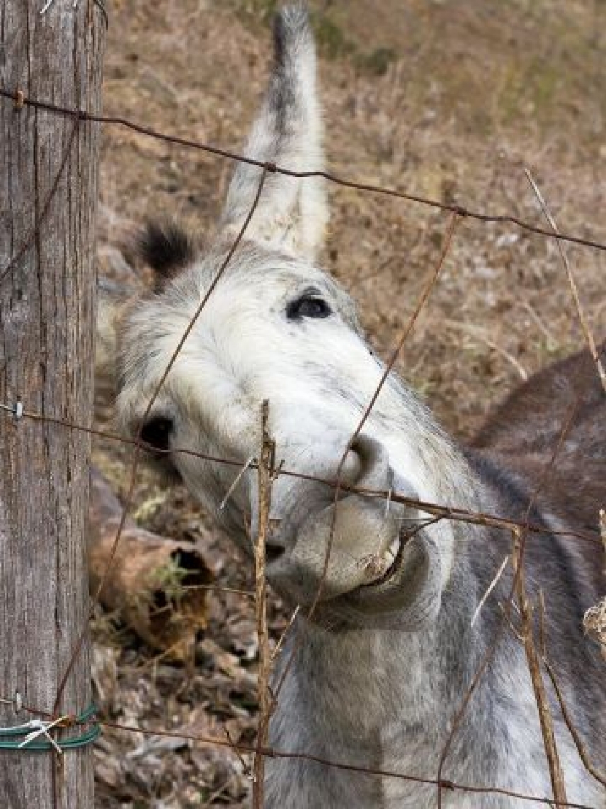 Investigadores de la Universidad de Córdoba caracterizan las pruebas diagnósticas endocrinas específicas para burros