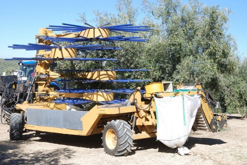 Una nueva cosechadora abarata el coste de la recogida de la aceituna en el olivar tradicional