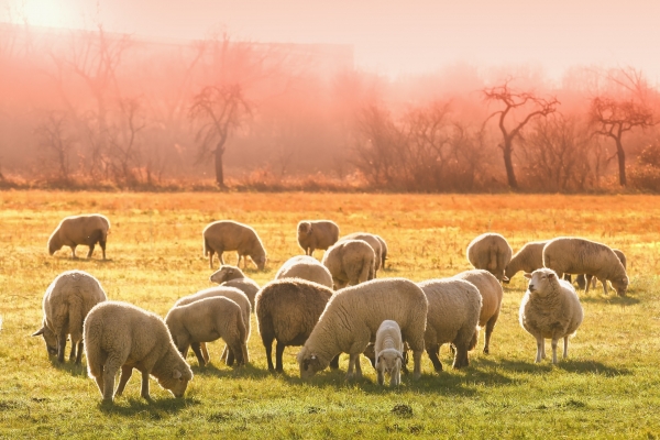 Imagen de archivo de un grupo de ovejas pastando en el campo