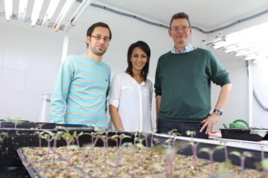 Investigadores de la UCO describen en ‘Nature’ el mecanismo usado por los hongos para infectar las plantas