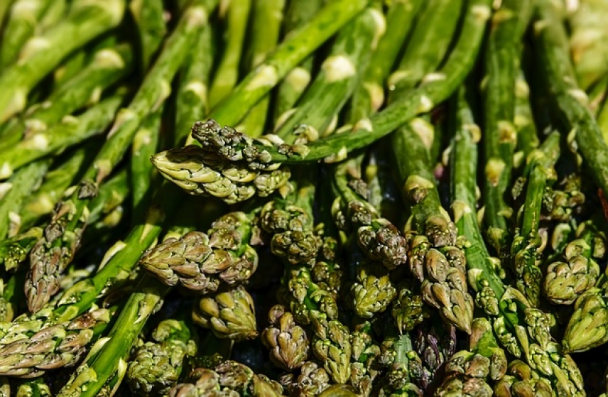 The chromosome responsible for asparagus gender is characterized