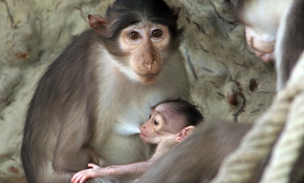 Un estudio de la UCO prueba el éxito del programa de conservación de uno de los primates más amenazados del mundo