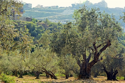 Verticillium wilt fungus killing millions of olive trees is actually an army of microorganisms