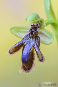 Ophrys vernixia_PSM0507