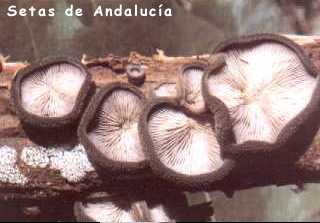 hohenbuehelia mastrucata.jpg (10256 bytes)