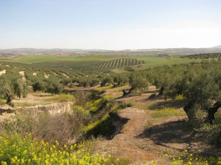 Theeffect of rainfall and vegetation in controlling the erosion of Mediterranean cropland