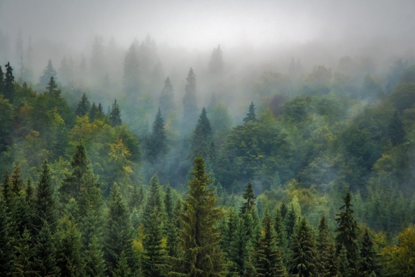 Imagen de un bosque con niebla