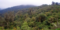 Silvicultural treatments can increase the capacity to absorb carbon in forests