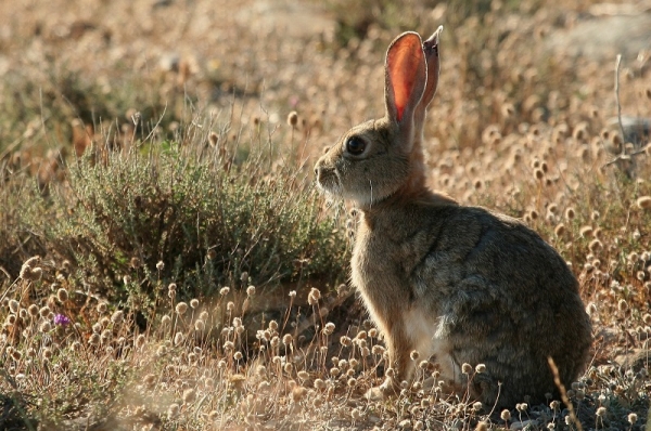 Un estudio permite conocer con más exactitud la edad del conejo a partir del peso del cristalino