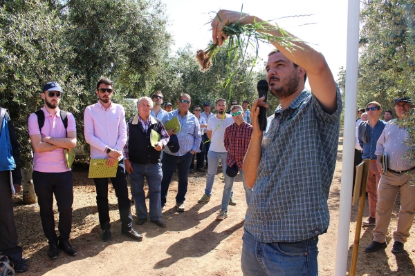 Demostración de las propiedades agronómicas y técnicas de manejo de las cubiertas vegetales en olivar por parte de investigadores del proyecto CUVrEN_Olivar