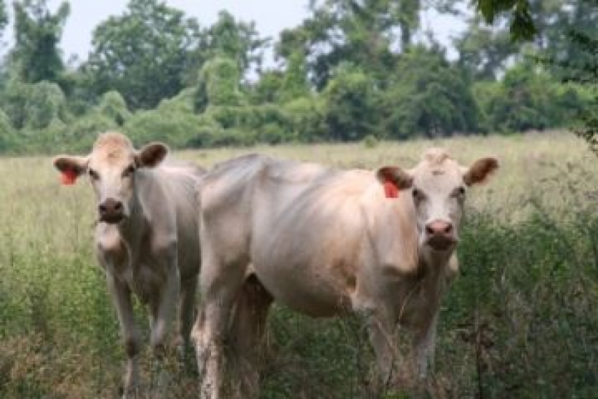 Buscan nuevas vacunas contra parásitos comunes en ganado ovino y bovino