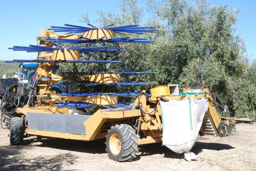 A new harvester decreases the cost of olive picking in traditional olive groves