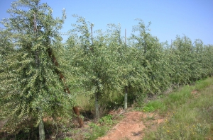 Licitación de dos nuevas variedades de olivo del Programa UCO-IFAPA