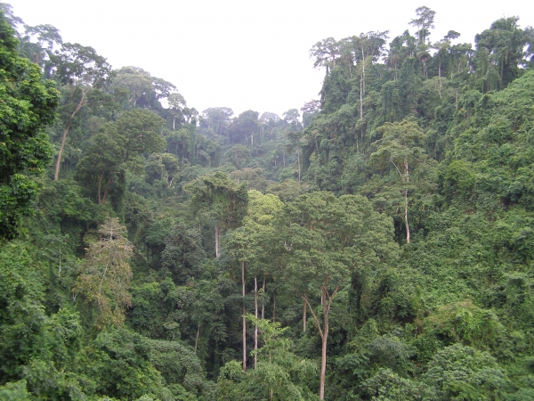 Imagen del bosque tropical de Guinea Ecuatorial, uno de los lugares en el que crecen estos árboles.
